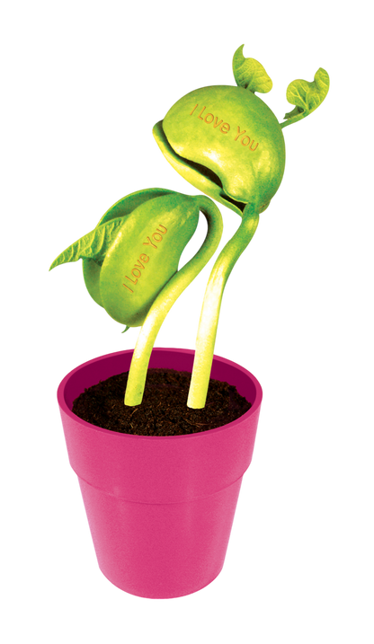 "I Love You" Bean Terrarium