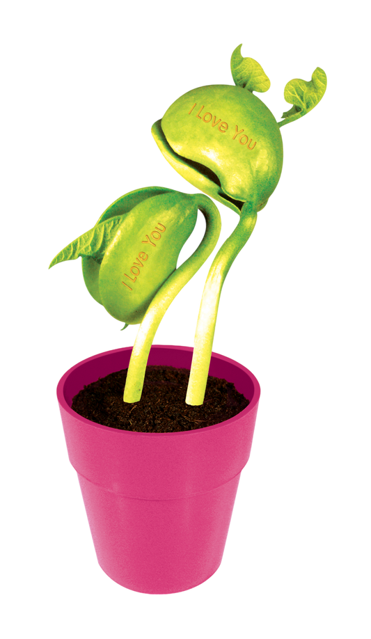 "I Love You" Bean Terrarium