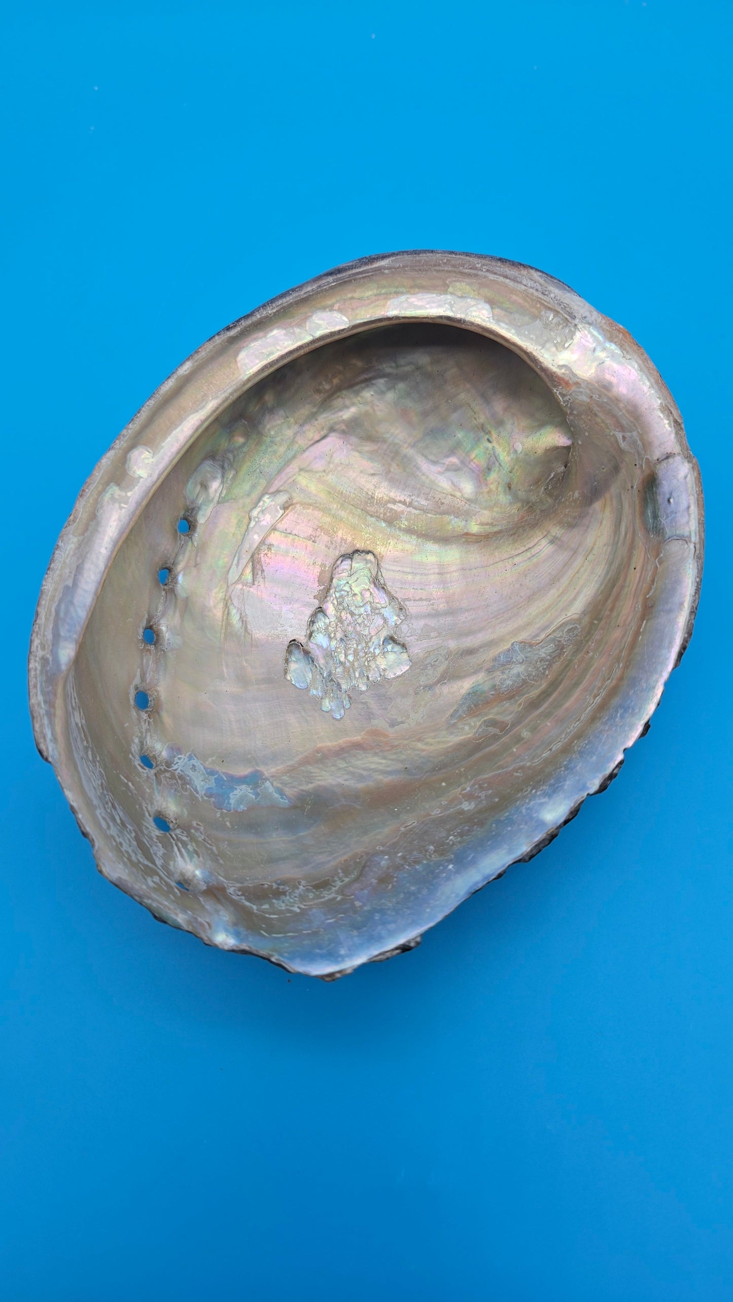 Black Abalone Shell Display – Haliotis cracherodii 5.1"