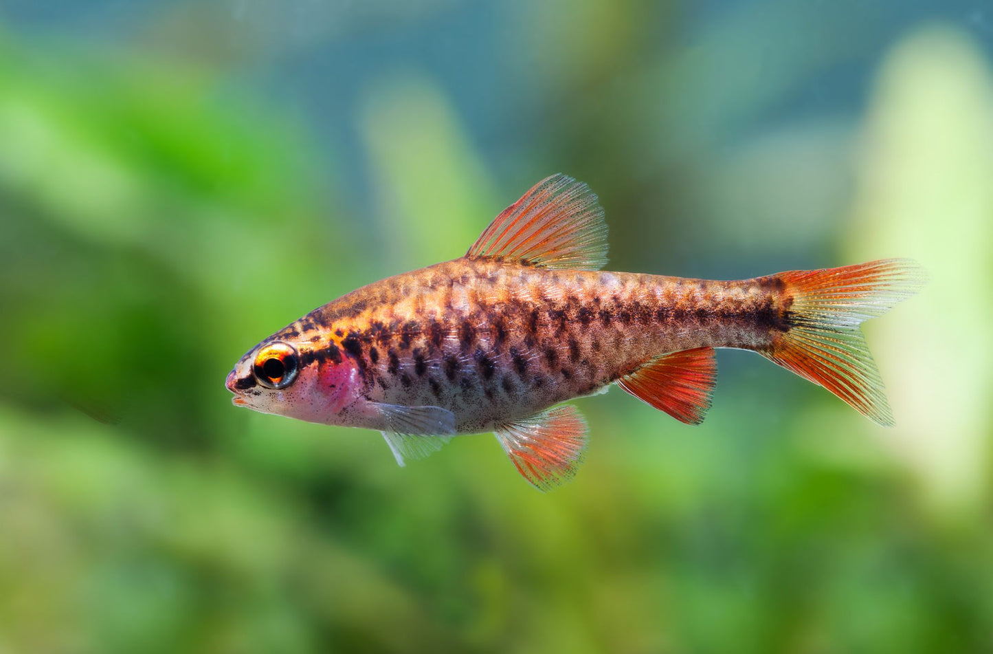 Cherry barbs PACK OF 6