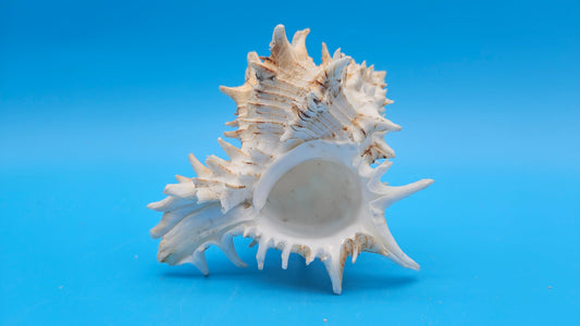 Giant Eastern Murex Hexaplex fulvescens – 4.5"