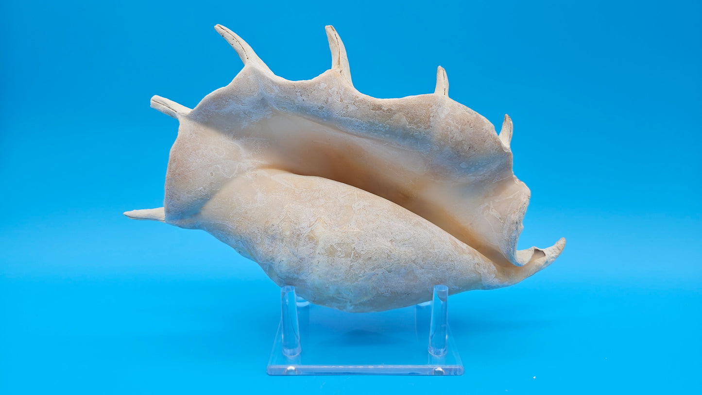 White Lambis Truncata Shell (Lambis truncata) – 11"