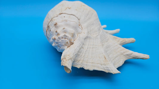 White Lambis Truncata Shell (Lambis truncata) – 12"