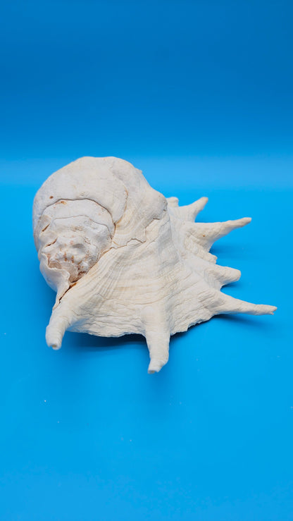 White Lambis Truncata Shell (Lambis truncata) – 12.75"