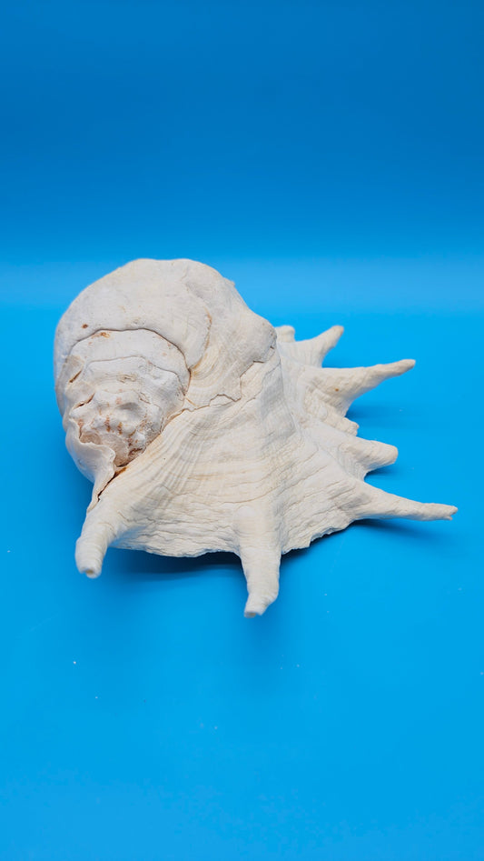 White Lambis Truncata Shell (Lambis truncata) – 12.75"