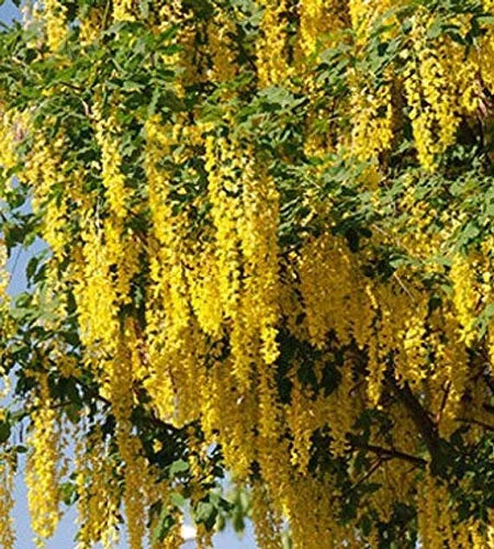 Golden Rain Tree (Koelreuteria paniculata )
