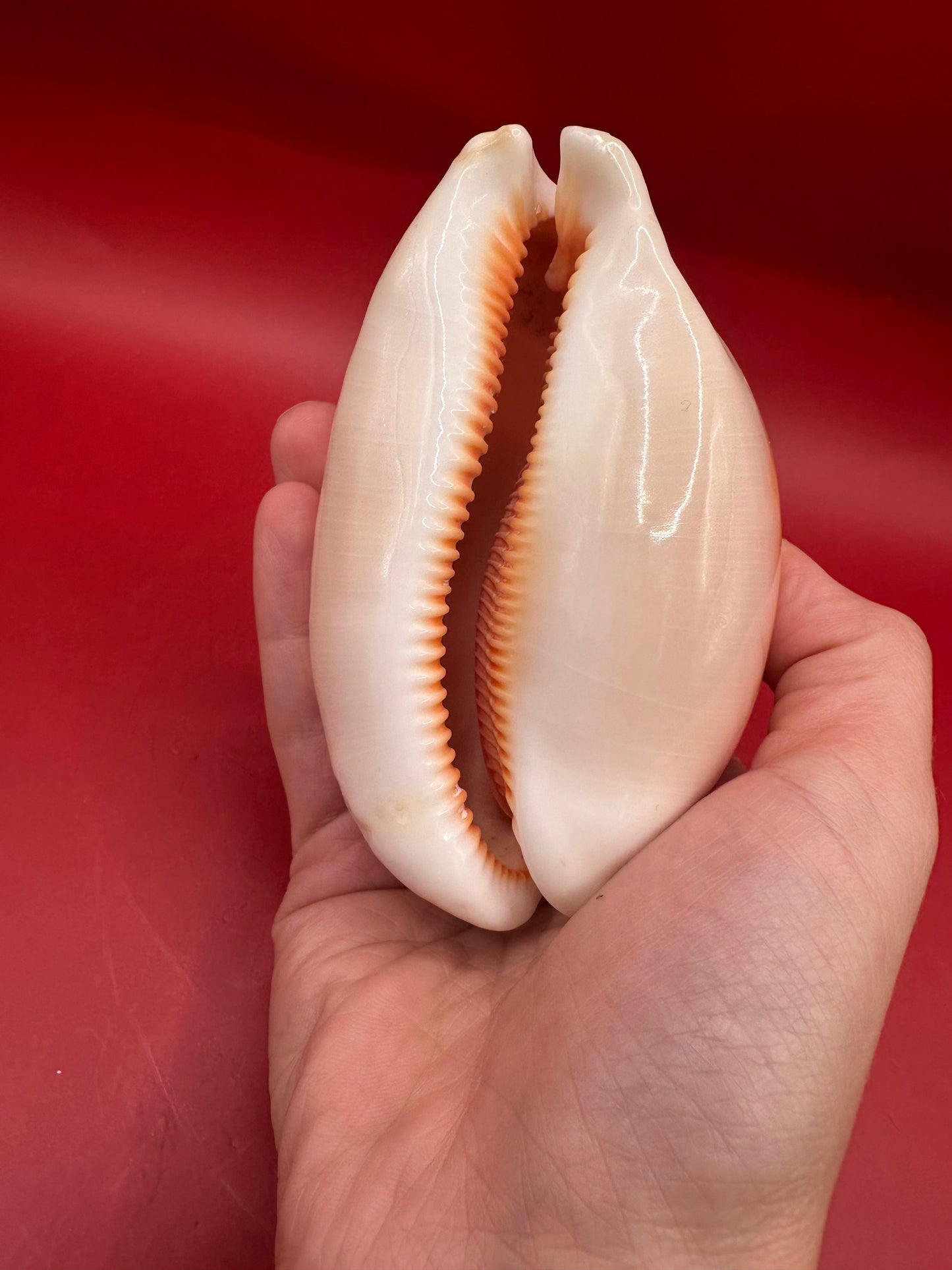 Golden Cowrie Shell Display – Callistocypraea aurantium 101 mm with Documentation