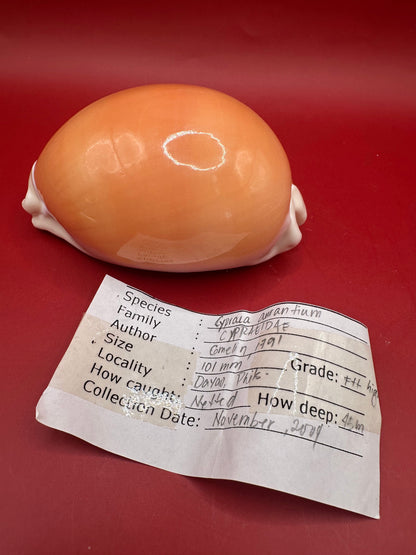 Golden Cowrie Shell Display – Callistocypraea aurantium 101 mm with Documentation
