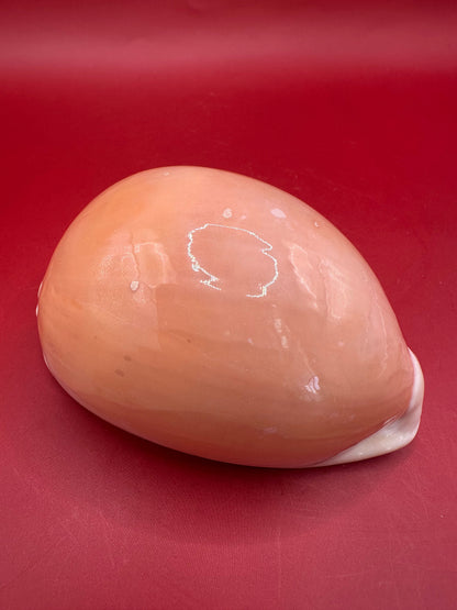 Golden Cowrie Shell Display – Callistocypraea aurantium 91.5 mm with Documentation