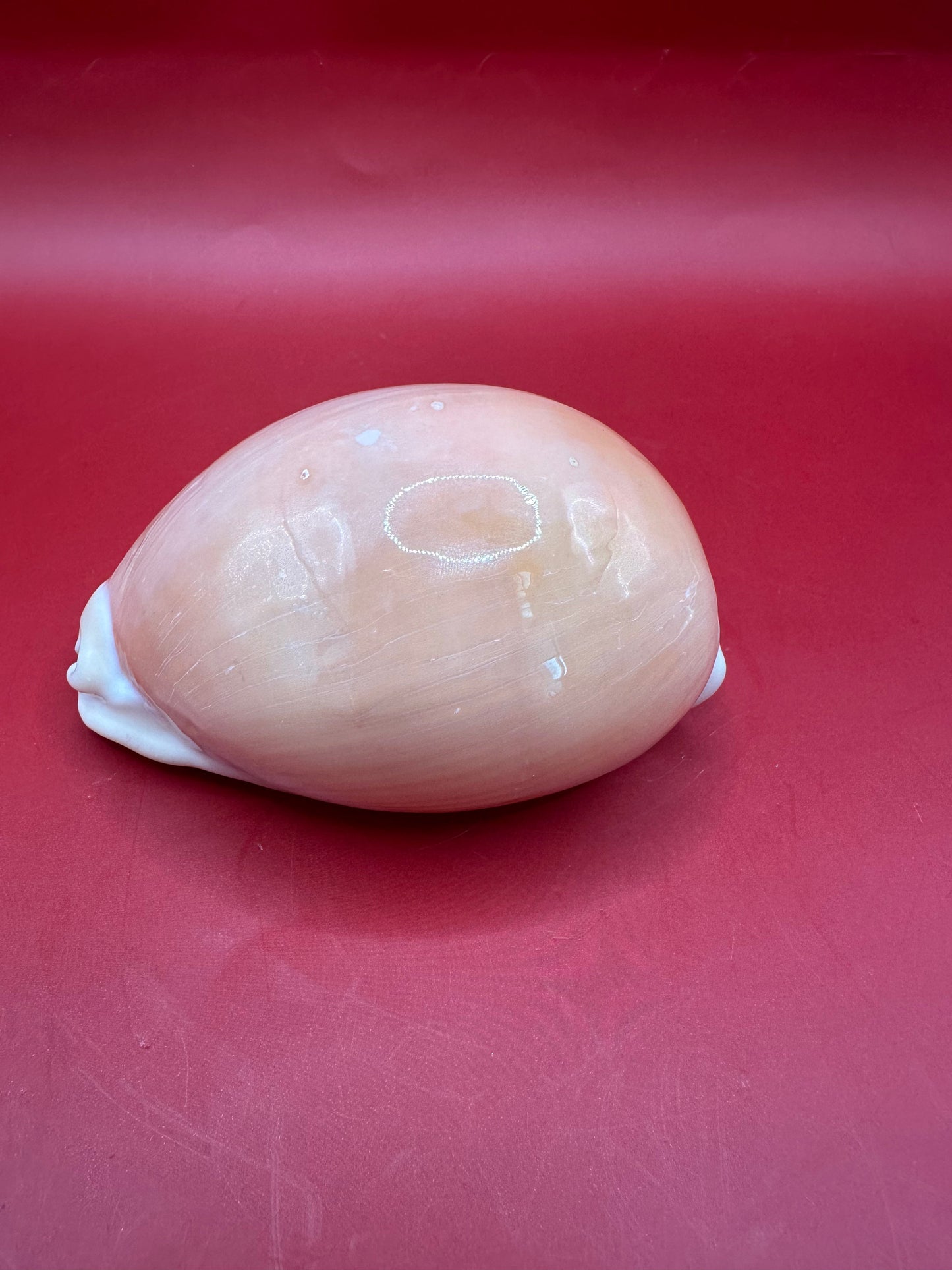 Golden Cowrie Shell Display – Callistocypraea aurantium 91.5 mm with Documentation
