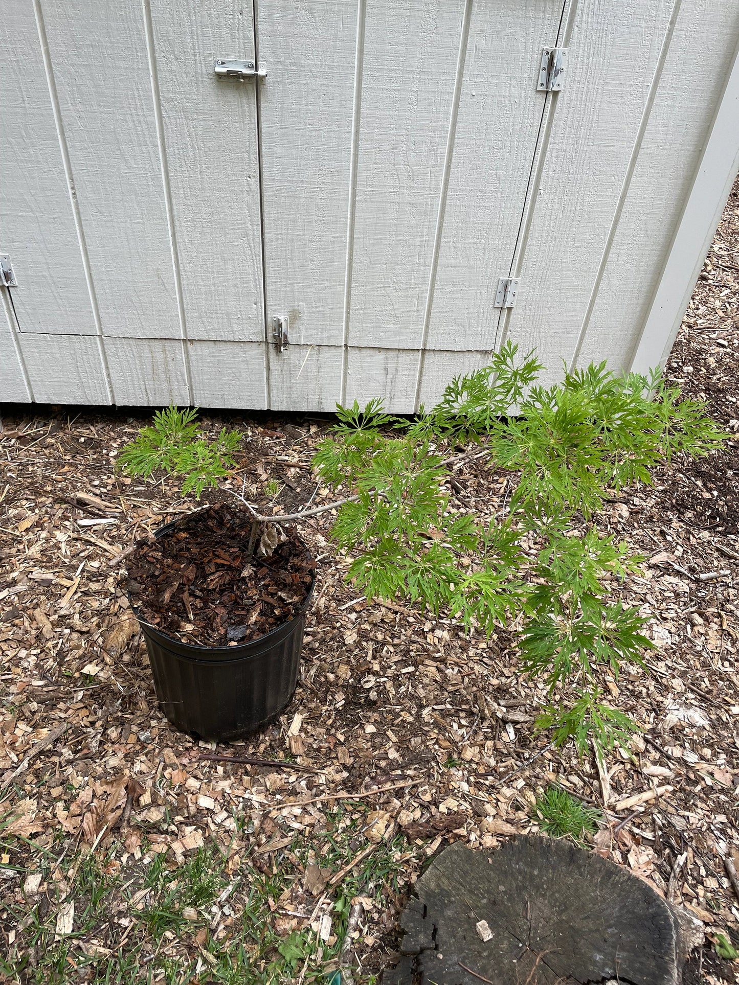 Green Cascade Acer palmatum