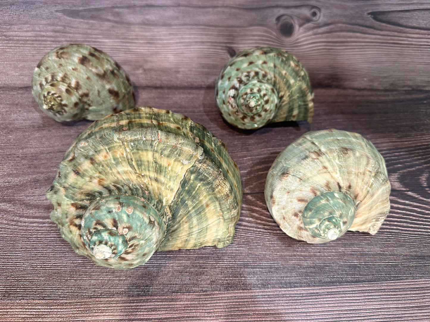 Raw Turbo Marmoratus Shell