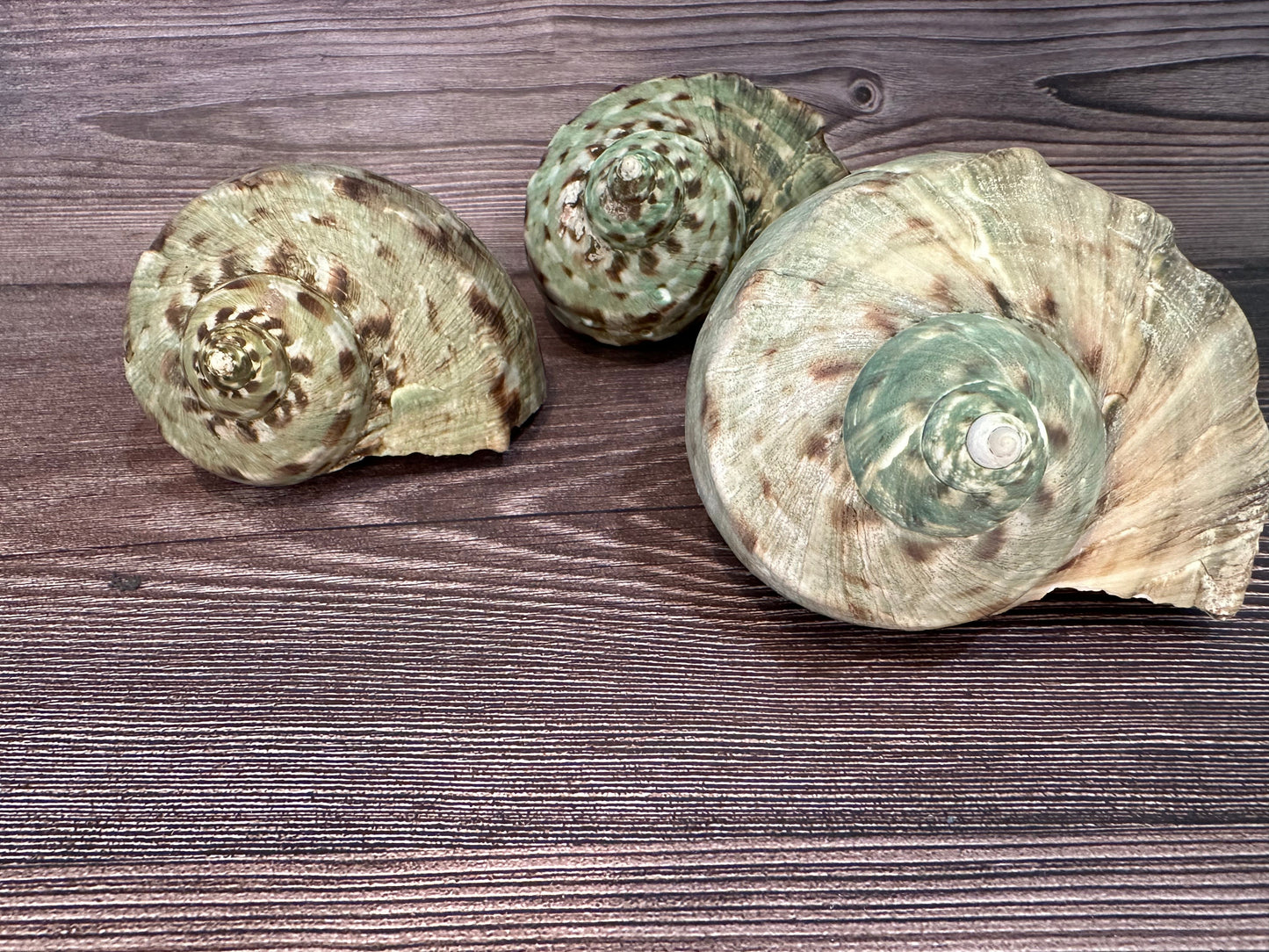 Raw Turbo Marmoratus Shell