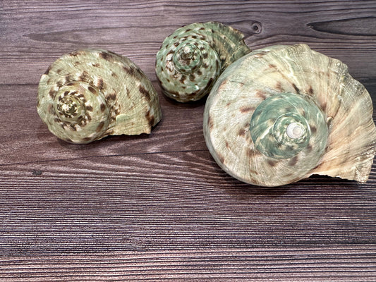 Raw Turbo Marmoratus Shell