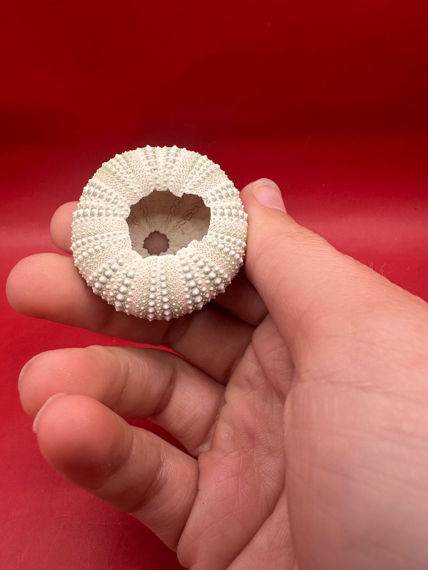 Mexican Green Urchin (Lytechinus variegatus) – 1–2"