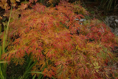 Green Cascade Acer palmatum