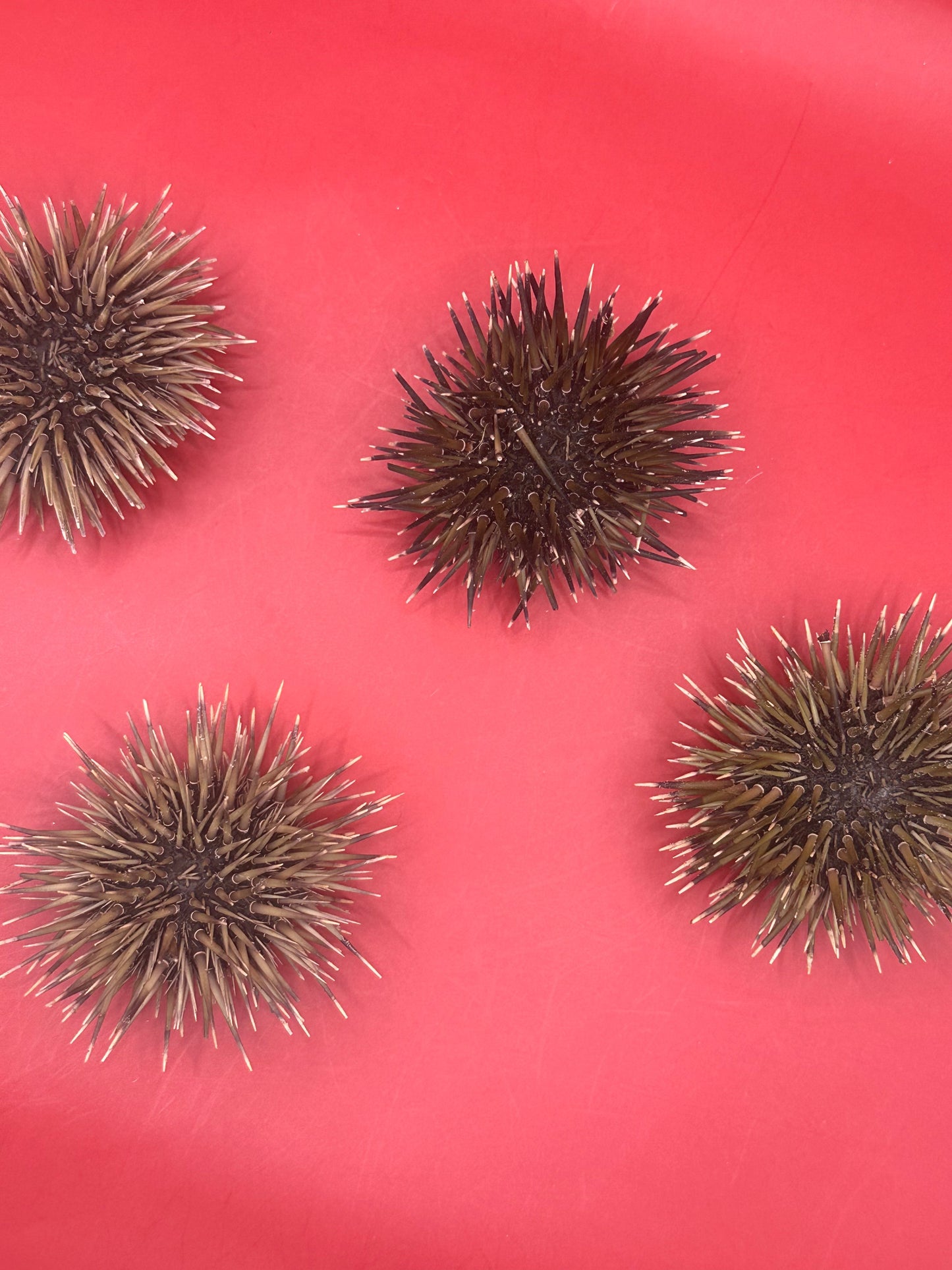 Pink Urchin with Spines 3"+ – Echinometra mathaei