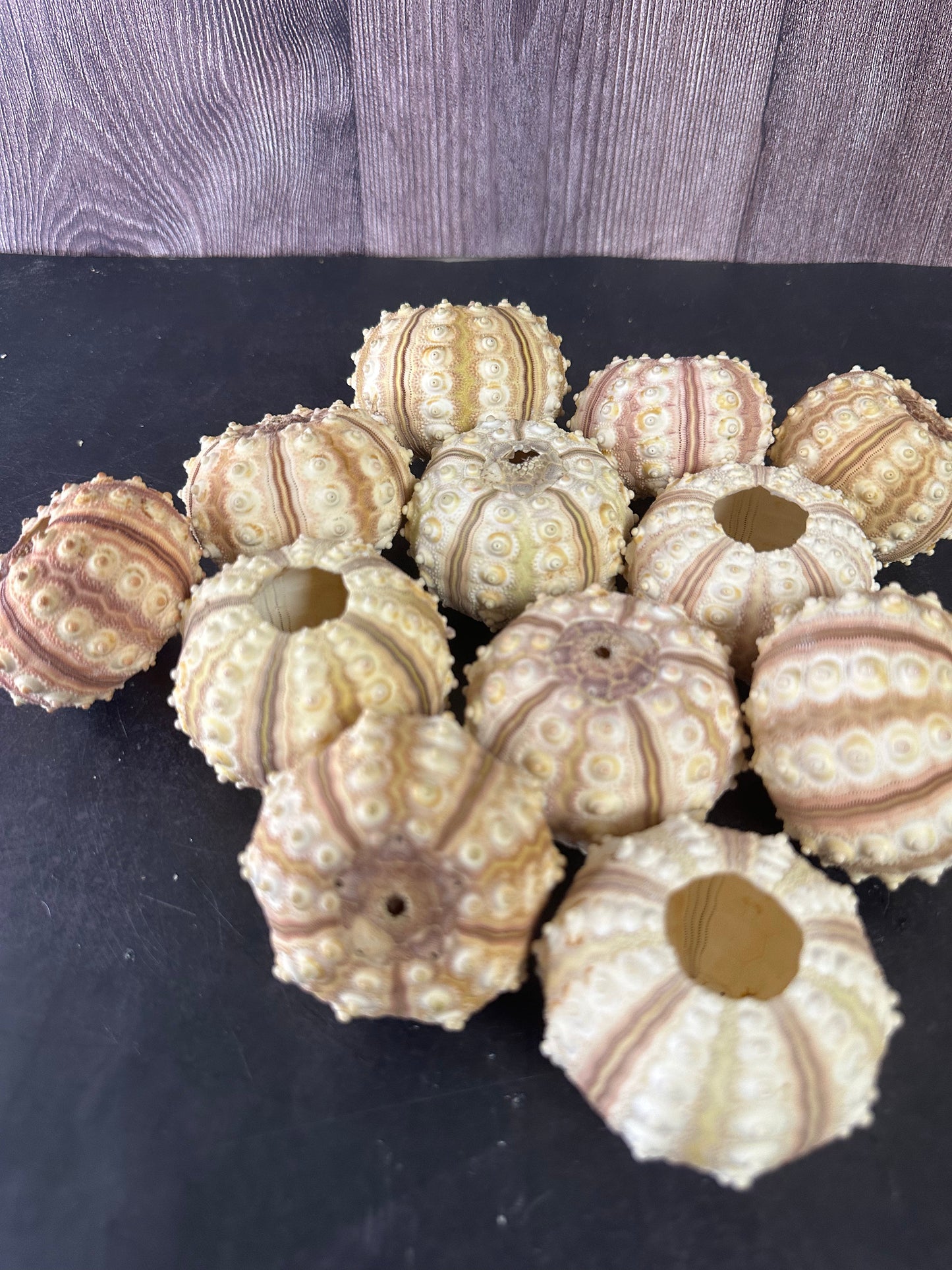 Tiger Sea Urchin Cream Sputnik Shell