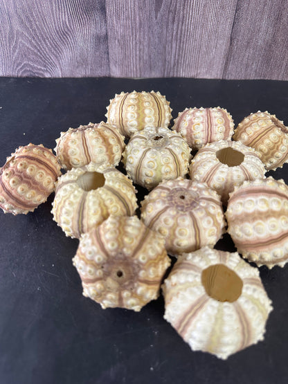 Tiger Sea Urchin Cream Sputnik Shell