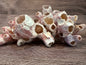 Gulf of America Barnacles Small- 1-3" & 3-5" Clusters