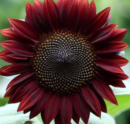 Chocolate Brown Sunflower Seeds – Deep, Velvety Blooms for Unique Gardens