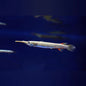 Halfbeak fish
