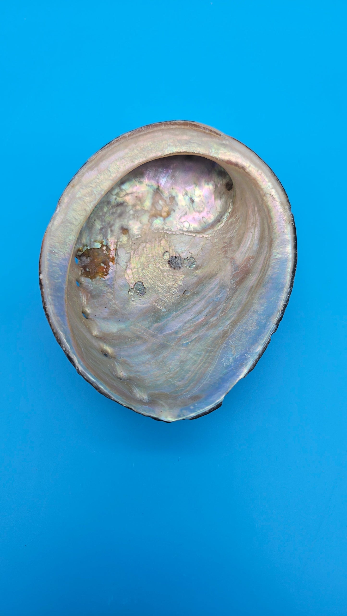 Black Abalone Shell Display – Haliotis cracherodii 4.5