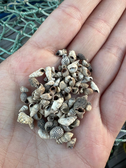 Teeny Tiny Natural Shell Mix