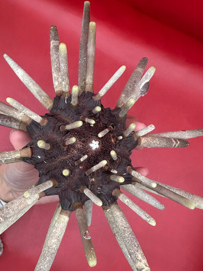 Club Urchin with Spines – Phyllacanthus parvispinus, 9"