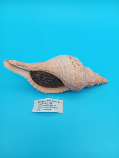 8" Horse Conch Specimen with Operculum & Documentation – Triplofusus giganteus