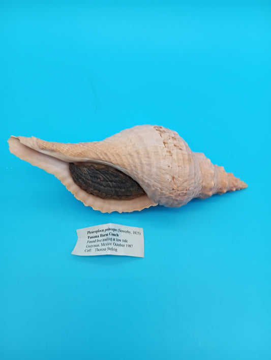 8" Horse Conch Specimen with Operculum & Documentation – Triplofusus giganteus