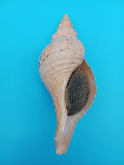 8" Horse Conch Specimen with Operculum & Documentation – Triplofusus giganteus