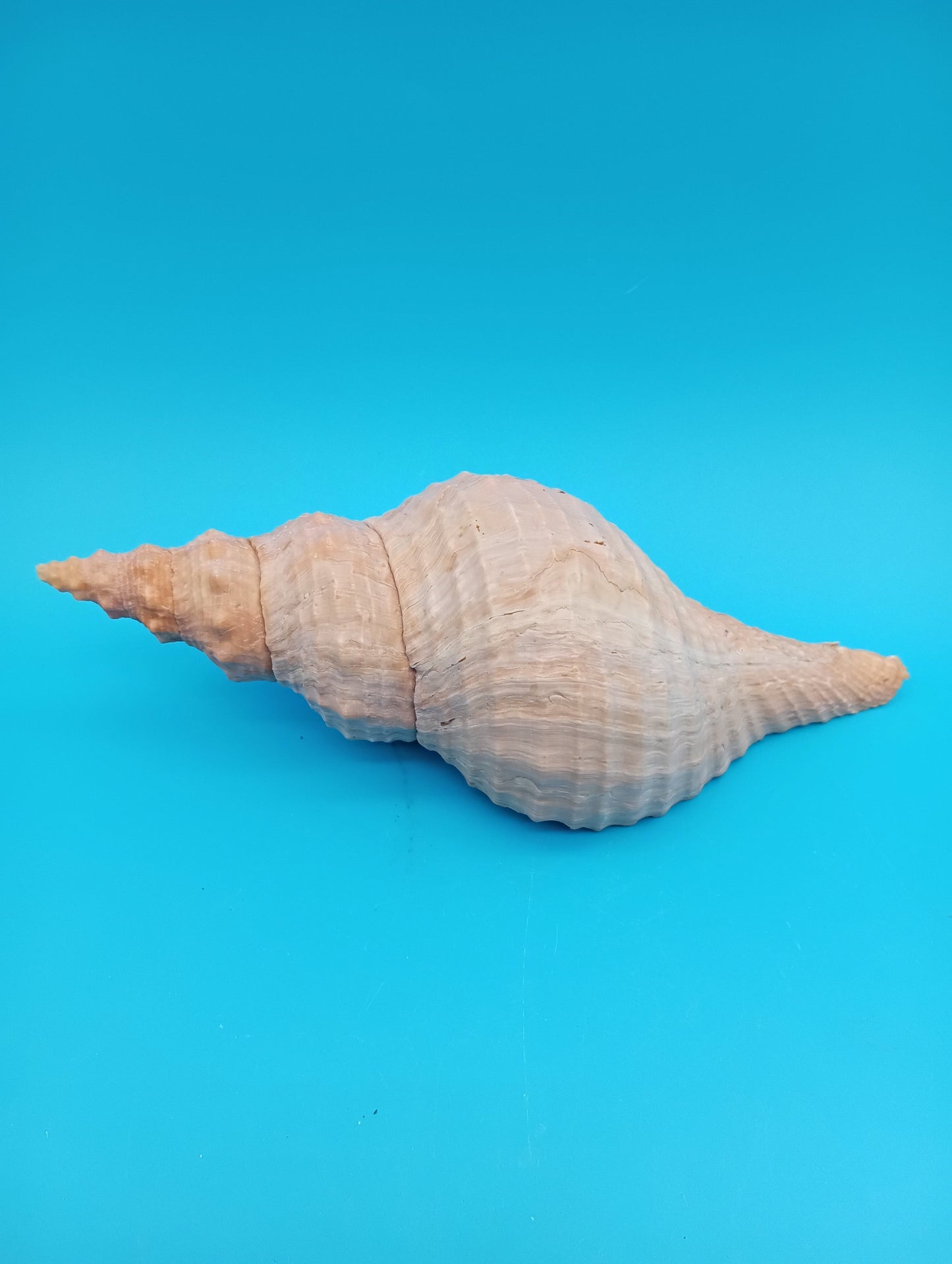 8" Horse Conch Specimen with Operculum & Documentation – Triplofusus giganteus