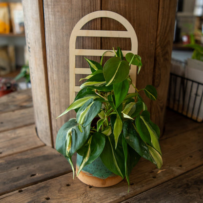 Plant Trellis - Arch