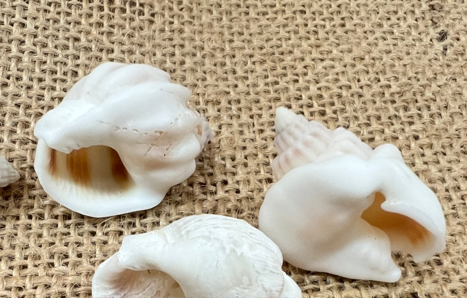 Cornball Nassa Arcularis Shells