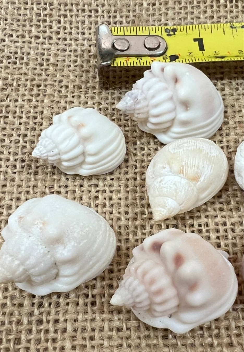 Cornball Nassa Arcularis Shells