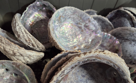 Raw Pink Abalone Shell (Haliotis corrugata)