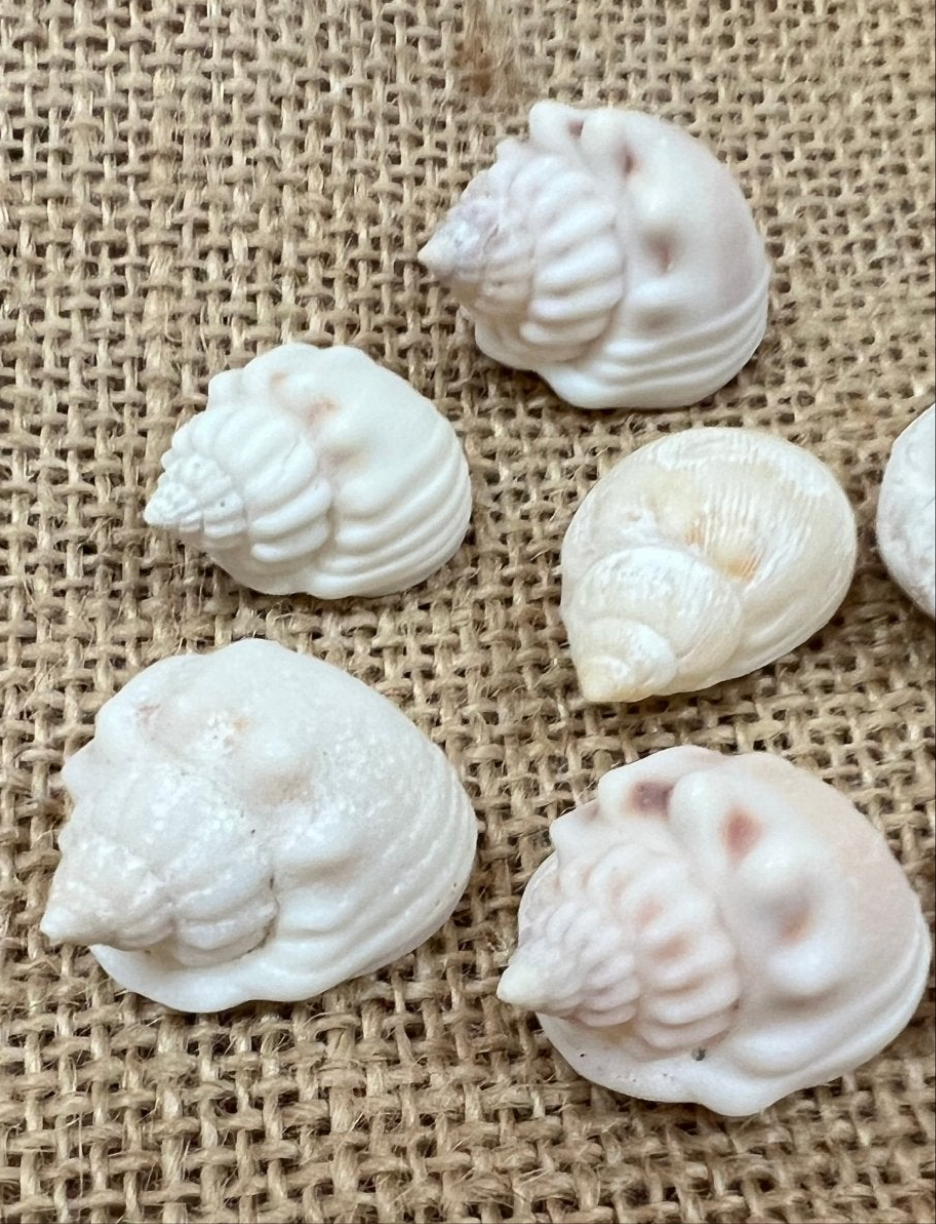Cornball Nassa Arcularis Shells