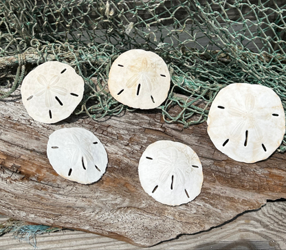 Loose White Sand Dollar Shells *Unbleached*