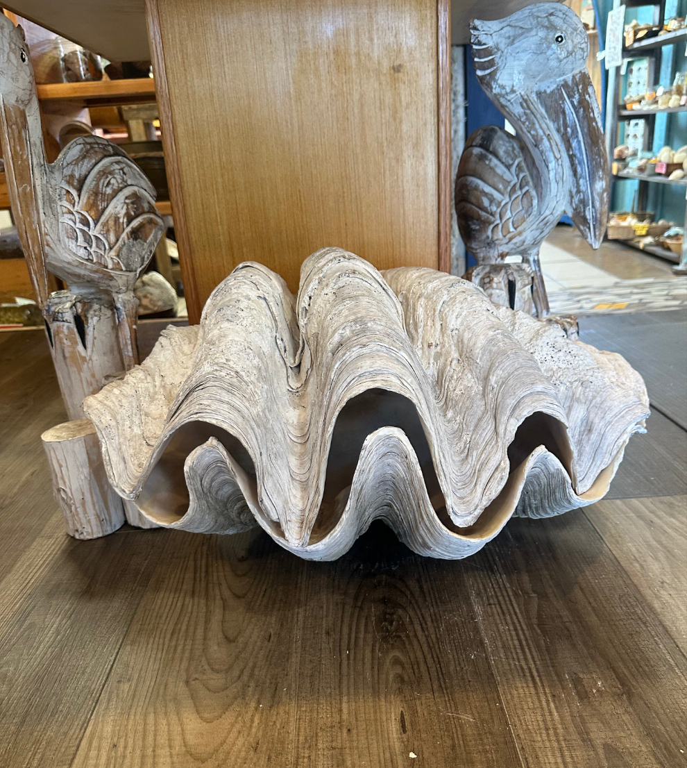 28" Giant Clam Pair Display Shell – Tridacna gigas Coastal Home Decor