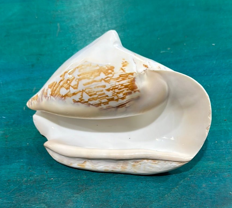Strombus latissimus aka Widest Pacific Conch, White