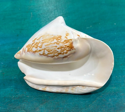 Strombus latissimus aka Widest Pacific Conch, White