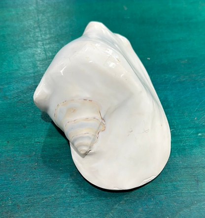Strombus latissimus aka Widest Pacific Conch, White