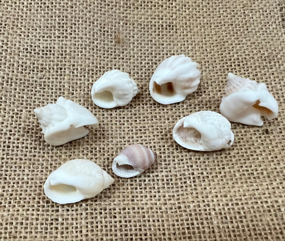 Cornball Nassa Arcularis Shells