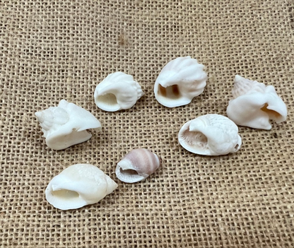 Cornball Nassa Arcularis Shells