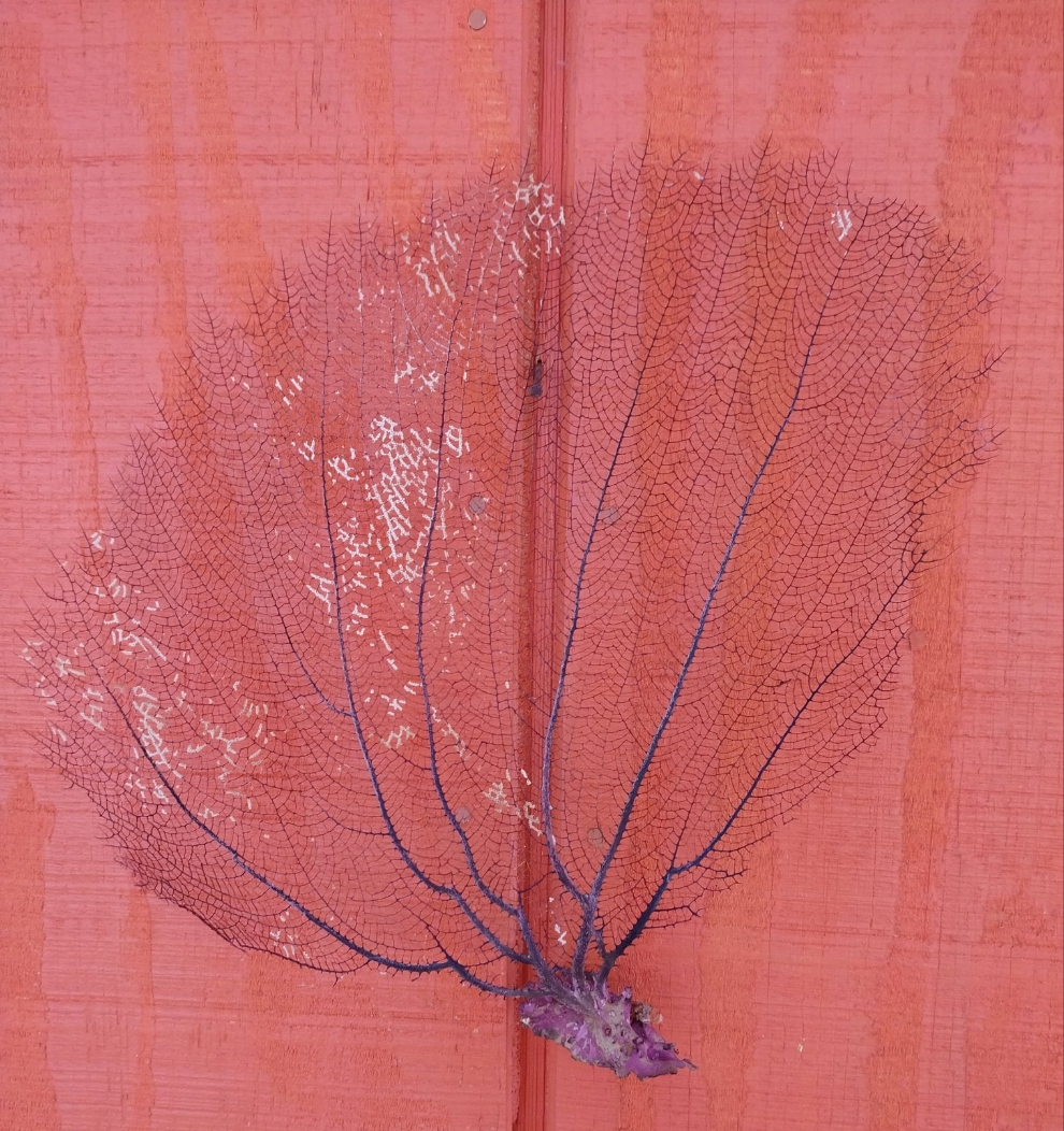 Natural Black Sea Fan Coral Bahama/ Caribbean Gorgonia