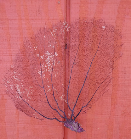 Natural Black Sea Fan Coral Bahama/ Caribbean Gorgonia