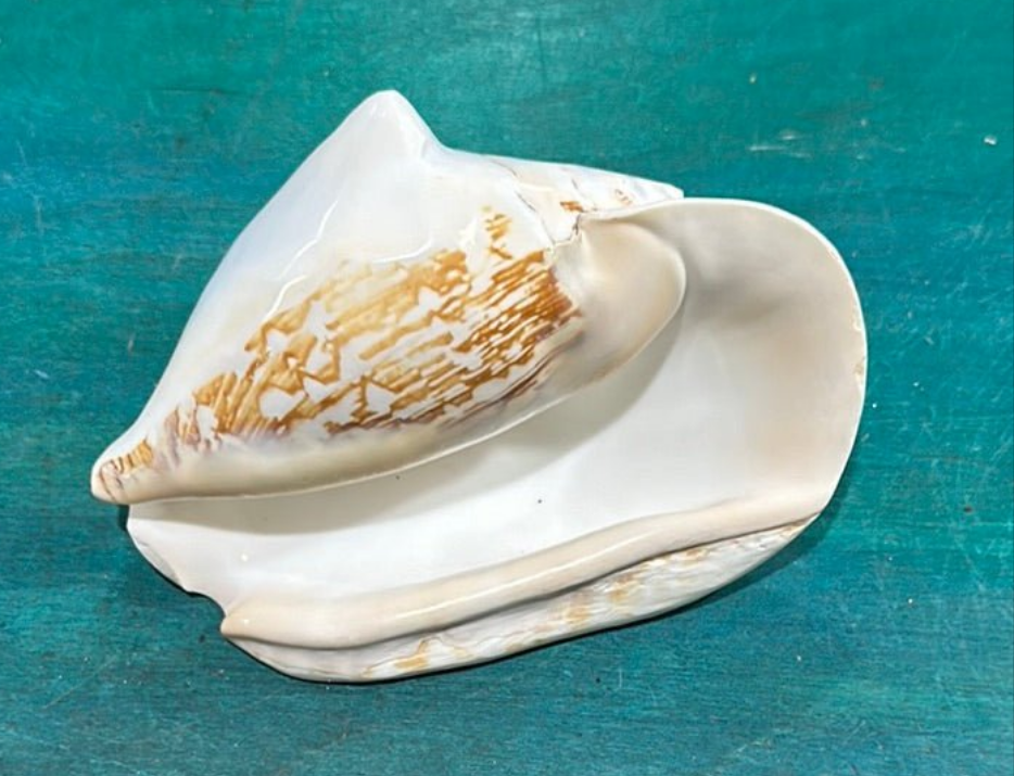 Strombus latissimus aka Widest Pacific Conch, White