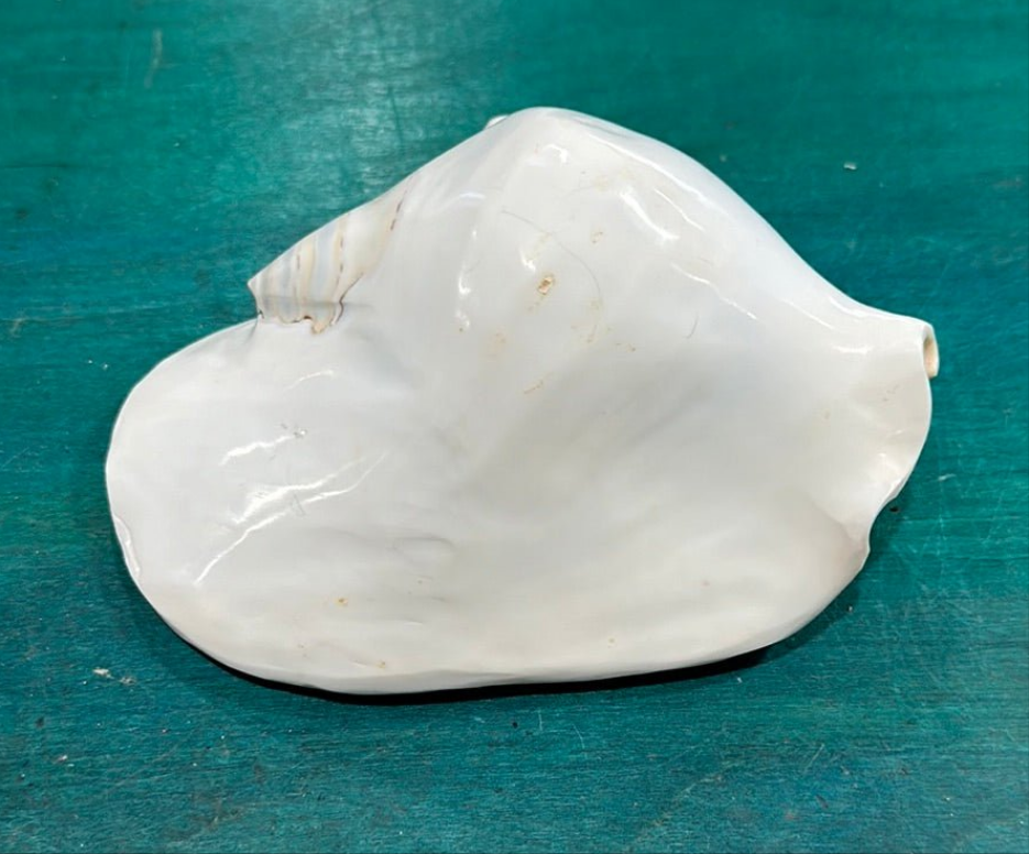 Strombus latissimus aka Widest Pacific Conch, White