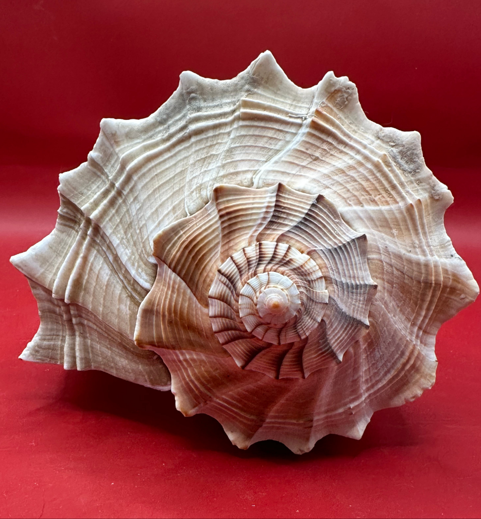 Large Lightning Whelk Display Shell 10" – Coastal Home Decor Busycon perversum pulleyi